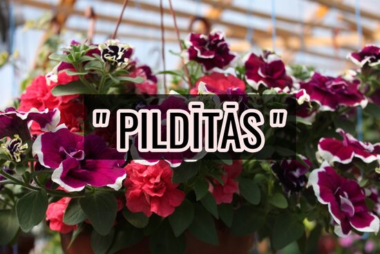 Petūnijas " PILDĪTĀS "